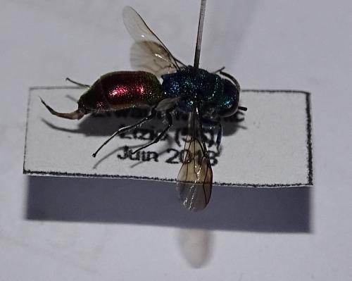 Chrysis (ignita)